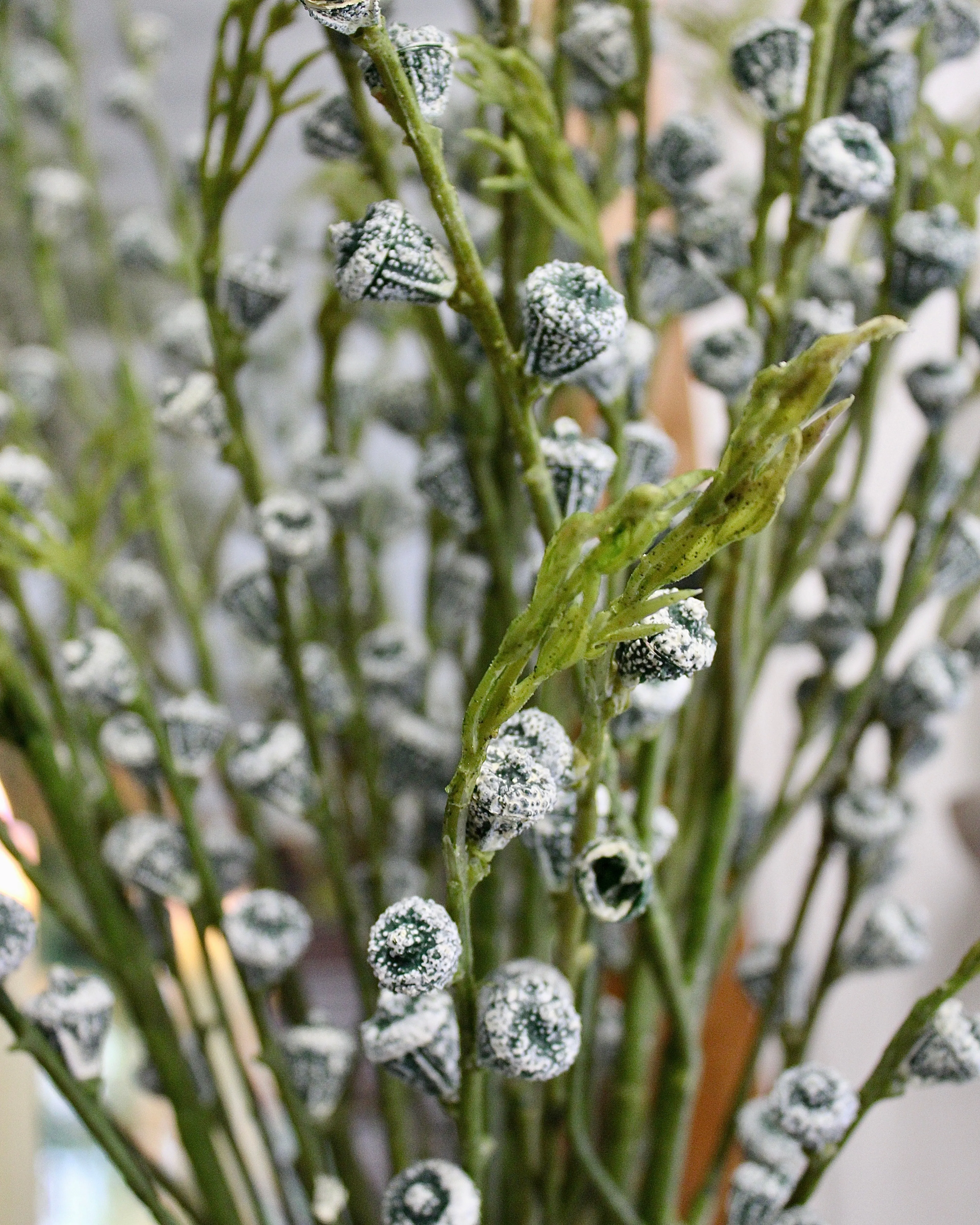 Eucalyptus Seed Spray